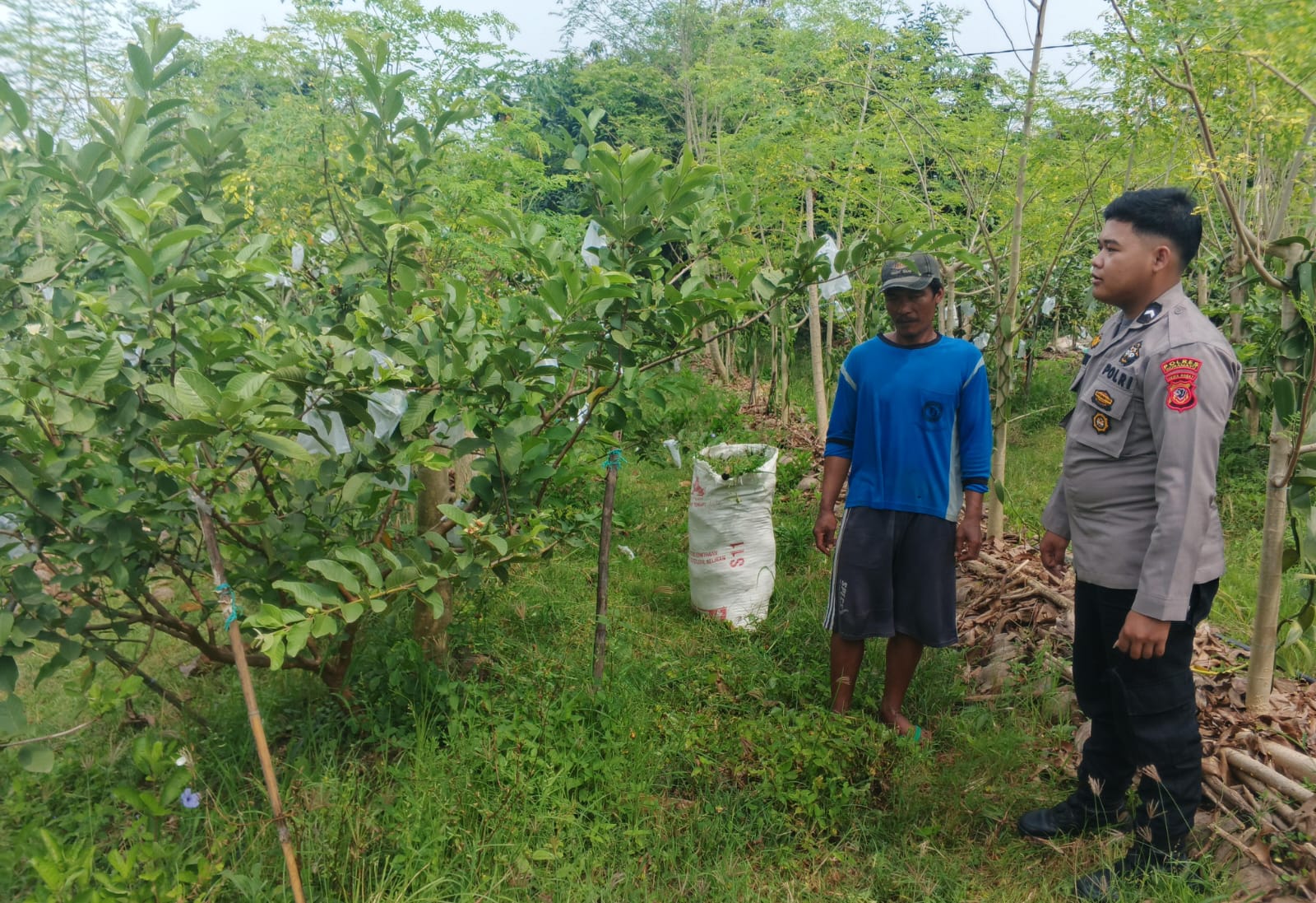 Bhabinkamtibmas Polsek Haurgeulis Tinjau Perkebunan Jambu Kristal Warga, Dukung Ketahanan Pangan Bergizi