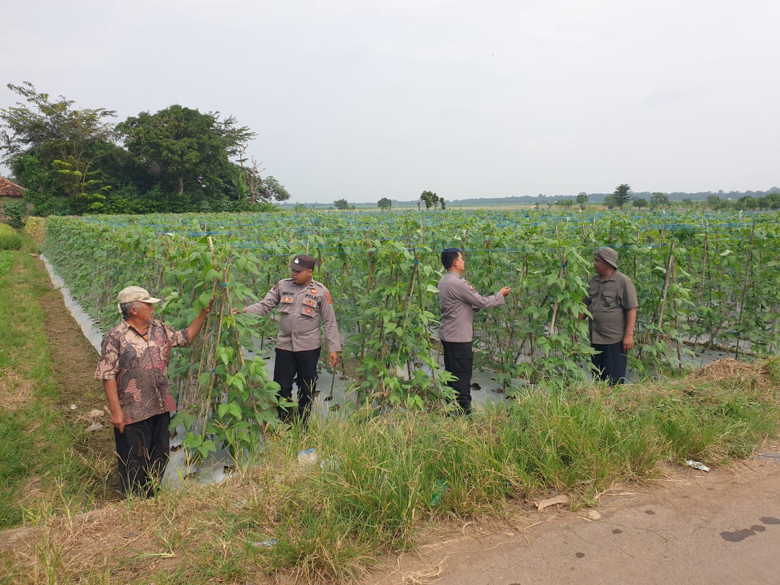 Dukung Swasembada Pangan, Bhabinkamtibmas Polsek Haurgeulis Dampingi Petani Kacang Panjang